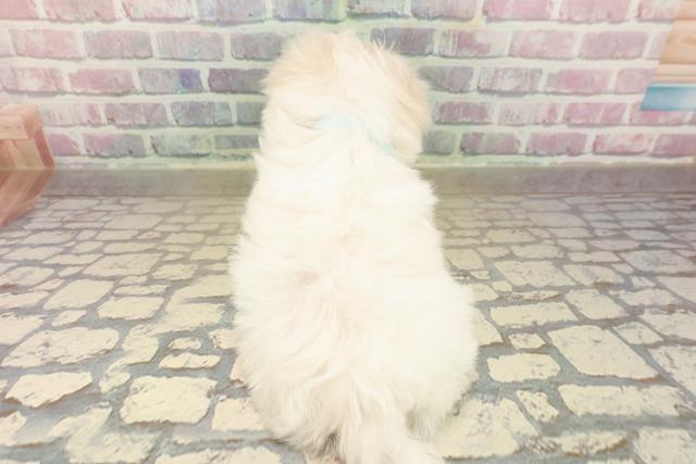 東京都のマルチーズ (Coo&RIKU新宿三丁目店/2025年9月26日生まれ/男の子/ホワイト)の子犬の4枚目の画像