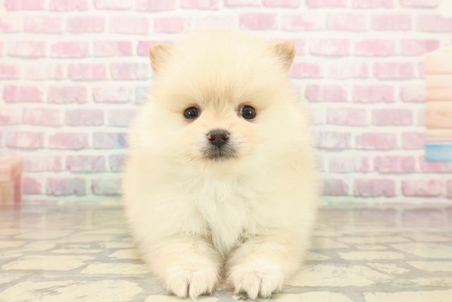 山形県のポメラニアン (Coo&RIKUイオンタウン酒田店/2025年9月24日生まれ/男の子/クリーム)の子犬