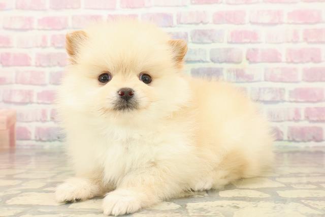 山形県のポメラニアン (Coo&RIKUイオンタウン酒田店/2025年9月24日生まれ/男の子/クリーム)の子犬の2枚目の画像