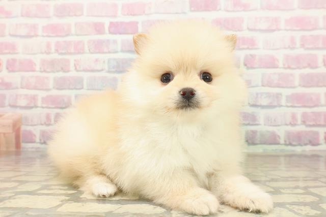 山形県のポメラニアン (Coo&RIKUイオンタウン酒田店/2025年9月24日生まれ/男の子/クリーム)の子犬の3枚目の画像