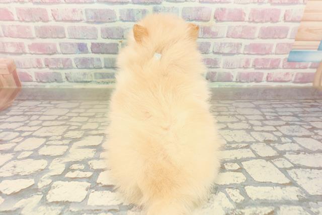 山形県のポメラニアン (Coo&RIKUイオンタウン酒田店/2025年9月24日生まれ/男の子/クリーム)の子犬の4枚目の画像