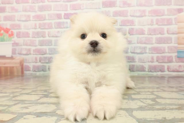 秋田県のポメラニアン (Coo&RIKU秋田店/2025年9月24日生まれ/男の子/クリーム)の子犬の1枚目の画像