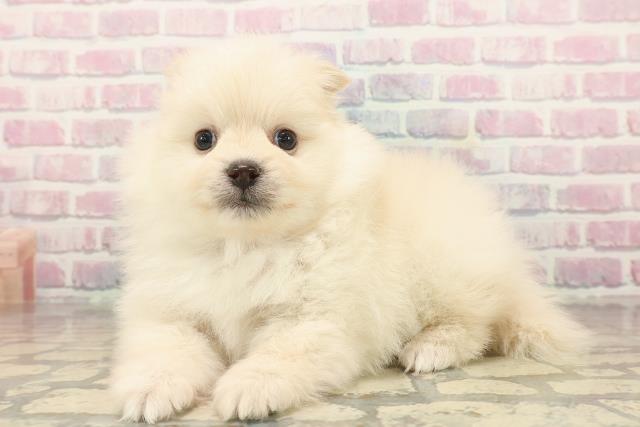 秋田県のポメラニアン (Coo&RIKU秋田店/2025年9月24日生まれ/男の子/クリーム)の子犬の2枚目の画像