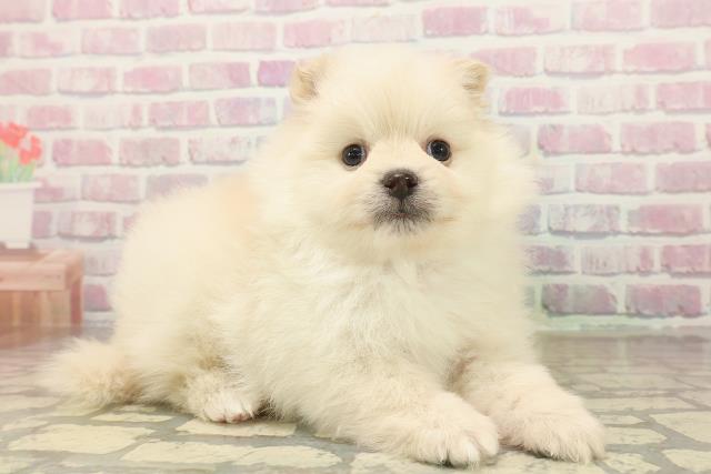 秋田県のポメラニアン (Coo&RIKU秋田店/2025年9月24日生まれ/男の子/クリーム)の子犬の3枚目の画像