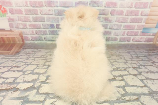 秋田県のポメラニアン (Coo&RIKU秋田店/2025年9月24日生まれ/男の子/クリーム)の子犬の4枚目の画像