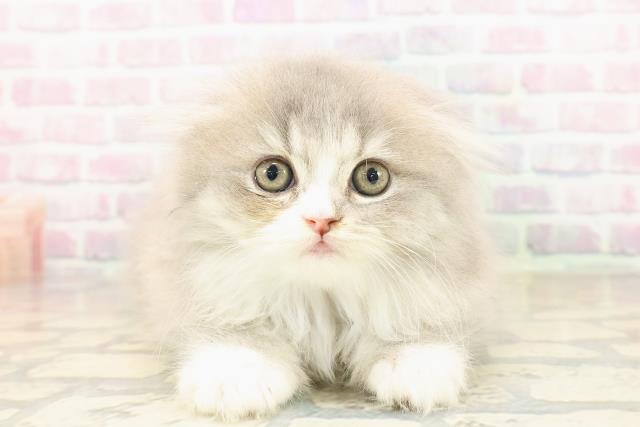 東京都のスコティッシュフォールド (Coo&RIKU新宿三丁目店/2025年9月28日生まれ/女の子/ブルータビーホワイト)の子猫の1枚目の画像