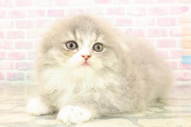 東京都のスコティッシュフォールド (Coo&RIKU新宿三丁目店/2025年9月28日生まれ/女の子/ブルータビーホワイト)の子猫の2枚目の画像