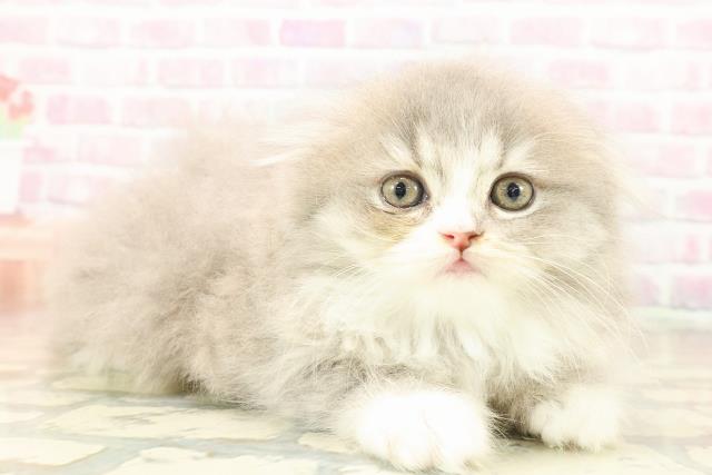 東京都のスコティッシュフォールド (Coo&RIKU新宿三丁目店/2025年9月28日生まれ/女の子/ブルータビーホワイト)の子猫の3枚目の画像