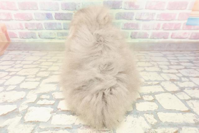 東京都のスコティッシュフォールド (Coo&RIKU新宿三丁目店/2025年9月28日生まれ/女の子/ブルータビーホワイト)の子猫の4枚目の画像