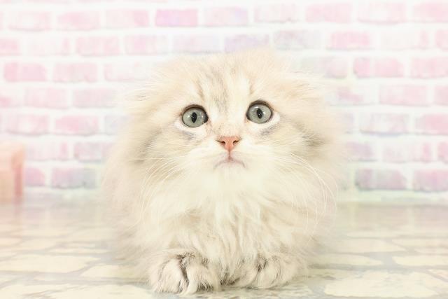 東京都のスコティッシュフォールド (Coo&RIKU浅草店/2025年9月28日生まれ/女の子/ブルーパッチドタビー)の子猫の1枚目の画像