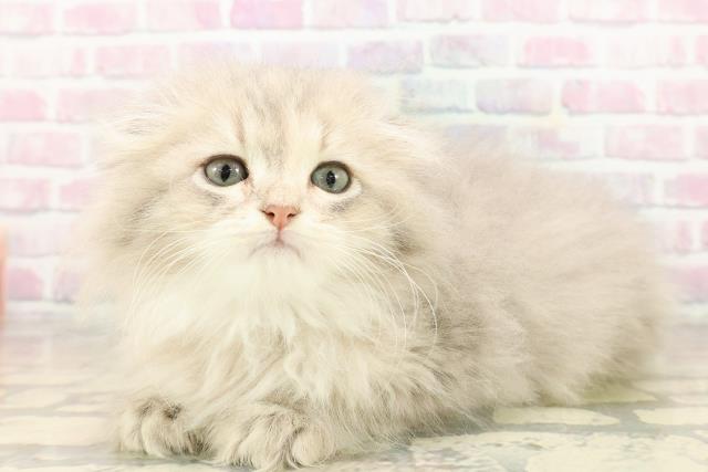 東京都のスコティッシュフォールド (Coo&RIKU浅草店/2025年9月28日生まれ/女の子/ブルーパッチドタビー)の子猫の2枚目の画像