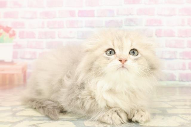 東京都のスコティッシュフォールド (Coo&RIKU浅草店/2025年9月28日生まれ/女の子/ブルーパッチドタビー)の子猫の3枚目の画像