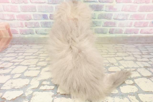 東京都のスコティッシュフォールド (Coo&RIKU浅草店/2025年9月28日生まれ/女の子/ブルーパッチドタビー)の子猫の4枚目の画像