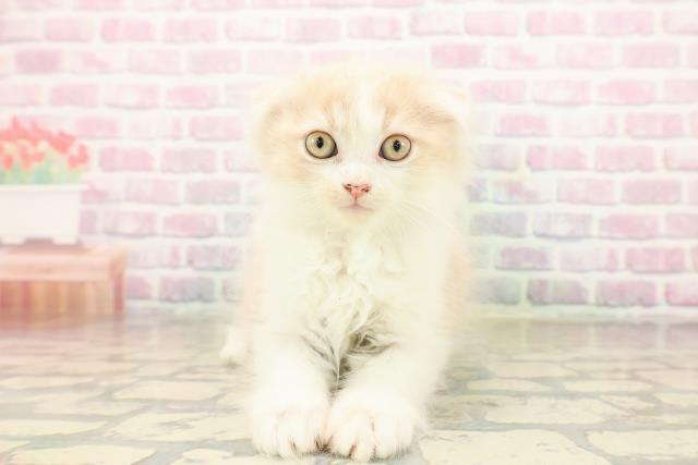 東京都のスコティッシュフォールド (Coo&RIKU下北沢店/2025年9月28日生まれ/女の子/クリームタビーホワイト)の子猫の1枚目の画像