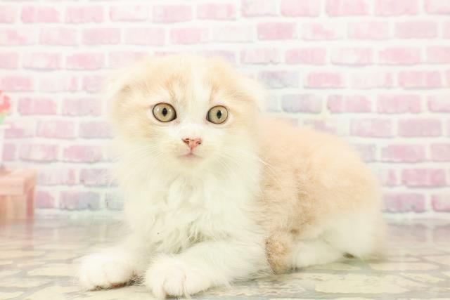 東京都のスコティッシュフォールド (Coo&RIKU下北沢店/2025年9月28日生まれ/女の子/クリームタビーホワイト)の子猫の2枚目の画像