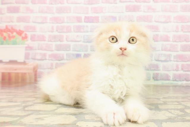 東京都のスコティッシュフォールド (Coo&RIKU下北沢店/2025年9月28日生まれ/女の子/クリームタビーホワイト)の子猫の3枚目の画像