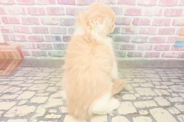 東京都のスコティッシュフォールド (Coo&RIKU下北沢店/2025年9月28日生まれ/女の子/クリームタビーホワイト)の子猫の4枚目の画像