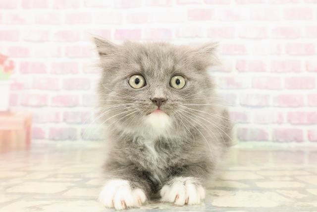 東京都のラガマフィン (Coo&RIKU高円寺店/2025年9月28日生まれ/男の子/ブルーホワイト)の子猫の1枚目の画像