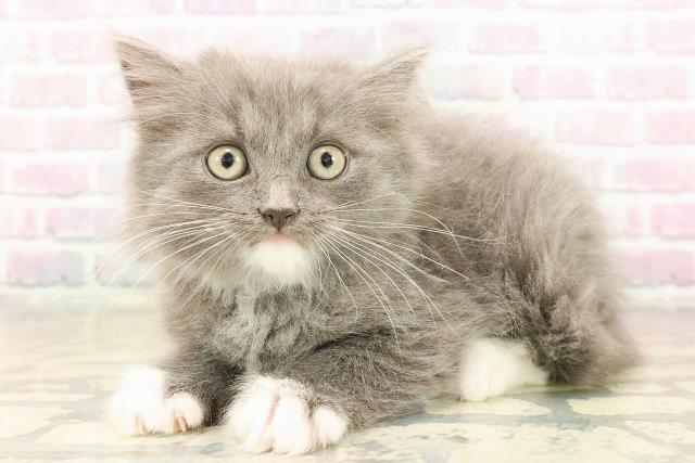 東京都のラガマフィン (Coo&RIKU高円寺店/2025年9月28日生まれ/男の子/ブルーホワイト)の子猫の2枚目の画像