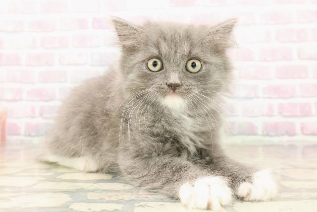 東京都のラガマフィン (Coo&RIKU高円寺店/2025年9月28日生まれ/男の子/ブルーホワイト)の子猫の3枚目の画像