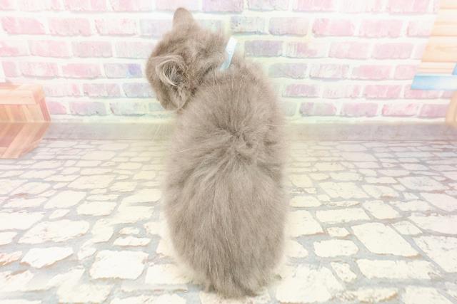 東京都のラガマフィン (Coo&RIKU高円寺店/2025年9月28日生まれ/男の子/ブルーホワイト)の子猫の4枚目の画像