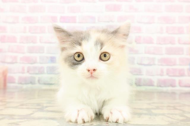 東京都のラガマフィン (Coo&RIKU新小岩店/2025年9月28日生まれ/女の子/ダイリュートキャリコ)の子猫の1枚目の画像