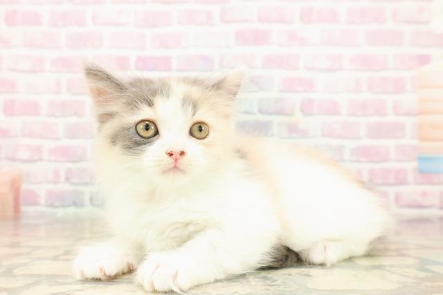 東京都のラガマフィン (Coo&RIKU新小岩店/2025年9月28日生まれ/女の子/ダイリュートキャリコ)の子猫の2枚目の画像