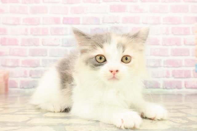 東京都のラガマフィン (Coo&RIKU新小岩店/2025年9月28日生まれ/女の子/ダイリュートキャリコ)の子猫の3枚目の画像