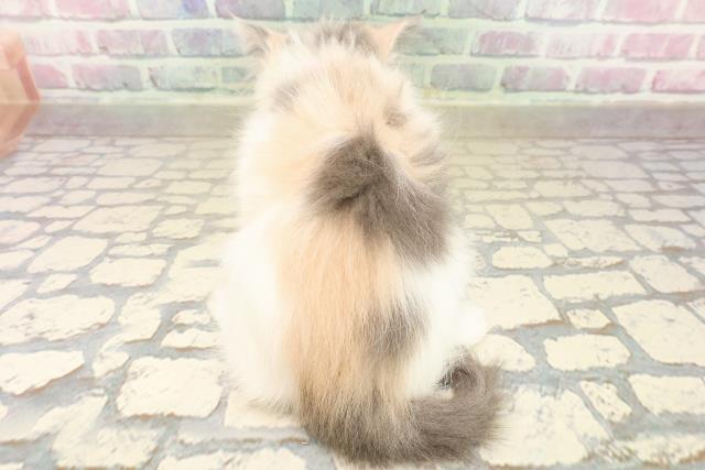 東京都のラガマフィン (Coo&RIKU新小岩店/2025年9月28日生まれ/女の子/ダイリュートキャリコ)の子猫の4枚目の画像