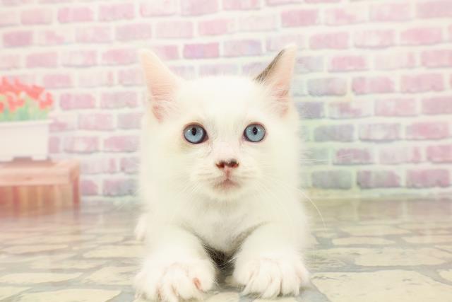 北海道のラグドール (Coo&RIKU帯広店/2025年9月26日生まれ/男の子/シールポイントバイカラー)の子猫の1枚目の画像