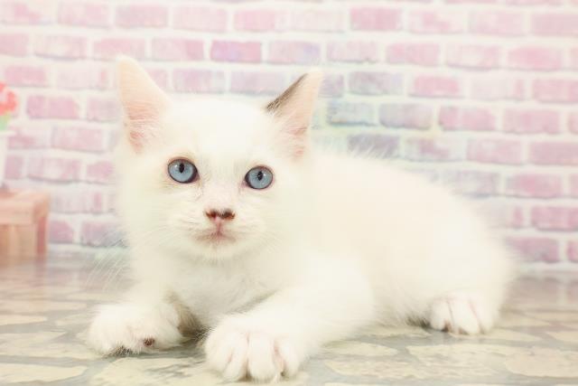 北海道のラグドール (Coo&RIKU帯広店/2025年9月26日生まれ/男の子/シールポイントバイカラー)の子猫の2枚目の画像