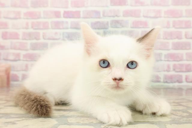 北海道のラグドール (Coo&RIKU帯広店/2025年9月26日生まれ/男の子/シールポイントバイカラー)の子猫の3枚目の画像