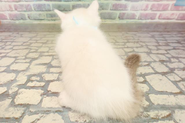 北海道のラグドール (Coo&RIKU帯広店/2025年9月26日生まれ/男の子/シールポイントバイカラー)の子猫の4枚目の画像
