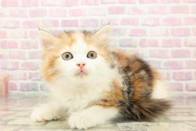 東京都のミヌエット (Coo&RIKU秋葉原店/2025年9月25日生まれ/女の子/キャリコ)の子猫の2枚目の画像