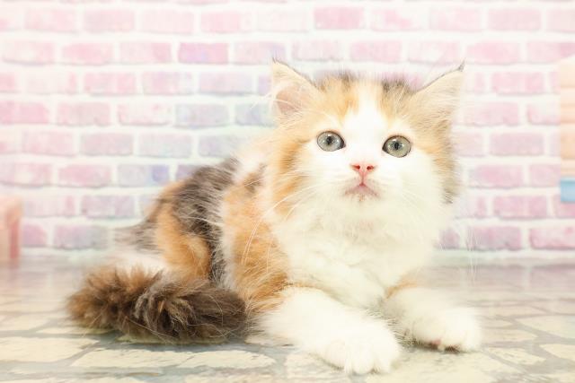 東京都のミヌエット (Coo&RIKU秋葉原店/2025年9月25日生まれ/女の子/キャリコ)の子猫の3枚目の画像