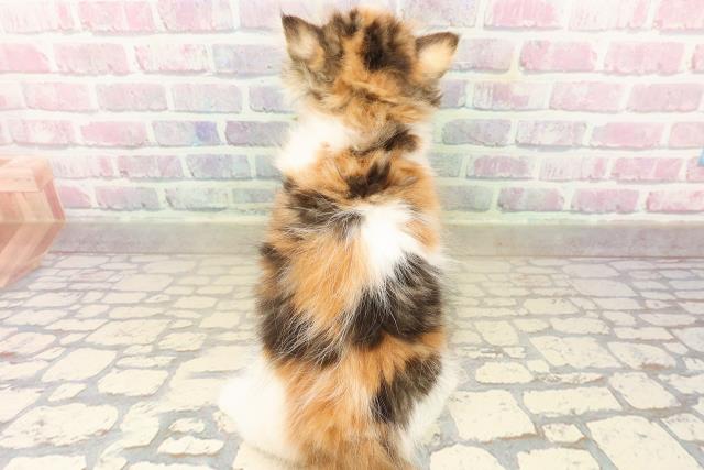 東京都のミヌエット (Coo&RIKU秋葉原店/2025年9月25日生まれ/女の子/キャリコ)の子猫の4枚目の画像