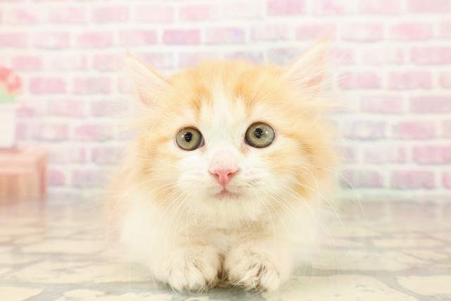 東京都のミヌエット (Coo&RIKU新宿三丁目店/2025年9月25日生まれ/男の子/レッドタビーホワイト)の子猫の1枚目の画像