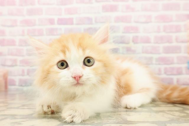 東京都のミヌエット (Coo&RIKU新宿三丁目店/2025年9月25日生まれ/男の子/レッドタビーホワイト)の子猫の2枚目の画像