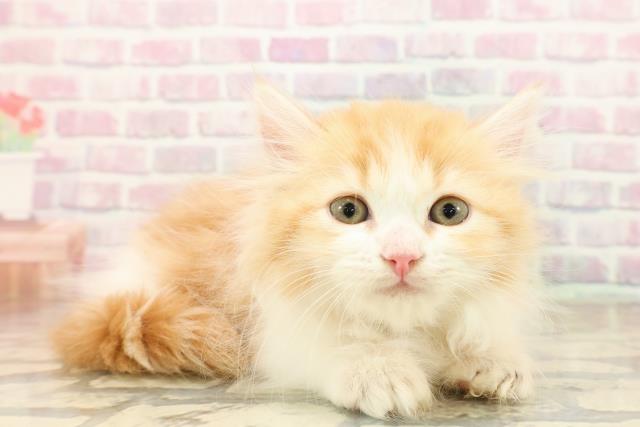 東京都のミヌエット (Coo&RIKU新宿三丁目店/2025年9月25日生まれ/男の子/レッドタビーホワイト)の子猫の3枚目の画像