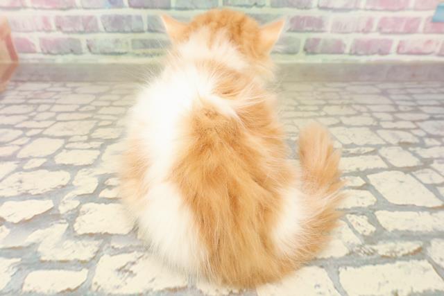 東京都のミヌエット (Coo&RIKU新宿三丁目店/2025年9月25日生まれ/男の子/レッドタビーホワイト)の子猫の4枚目の画像