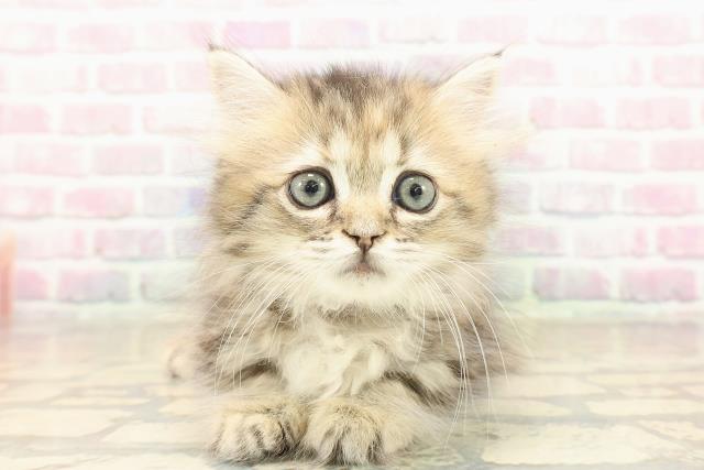 東京都のミヌエット (Coo&RIKU新小岩店/2025年9月25日生まれ/女の子/ブラウンパッチドタビー)の子猫の1枚目の画像