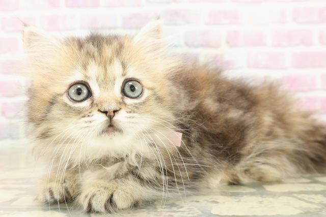 東京都のミヌエット (Coo&RIKU新小岩店/2025年9月25日生まれ/女の子/ブラウンパッチドタビー)の子猫の2枚目の画像