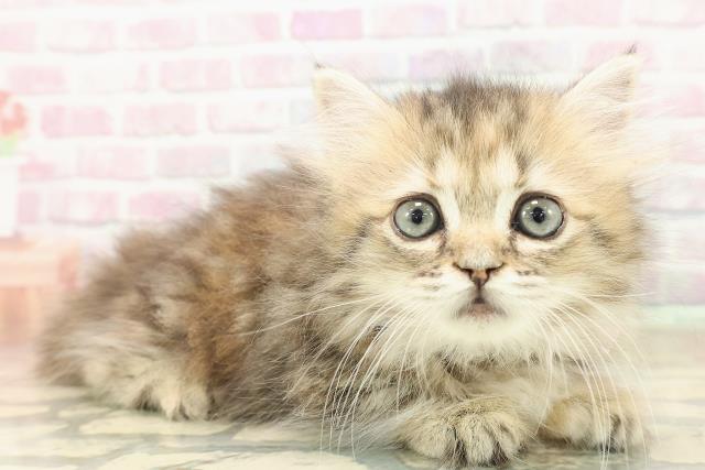 東京都のミヌエット (Coo&RIKU新小岩店/2025年9月25日生まれ/女の子/ブラウンパッチドタビー)の子猫の3枚目の画像