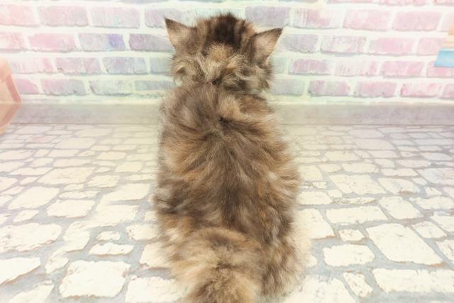 東京都のミヌエット (Coo&RIKU新小岩店/2025年9月25日生まれ/女の子/ブラウンパッチドタビー)の子猫の4枚目の画像