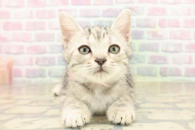 神奈川県のアメリカンショートヘアー (Coo&RIKU秦野店/2025年9月23日生まれ/女の子/シルバーパッチドタビー)の子猫の1枚目の画像