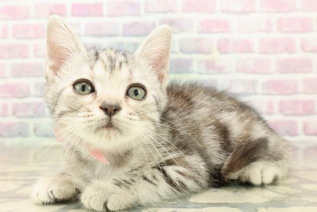 神奈川県のアメリカンショートヘアー (Coo&RIKU秦野店/2025年9月23日生まれ/女の子/シルバーパッチドタビー)の子猫の2枚目の画像