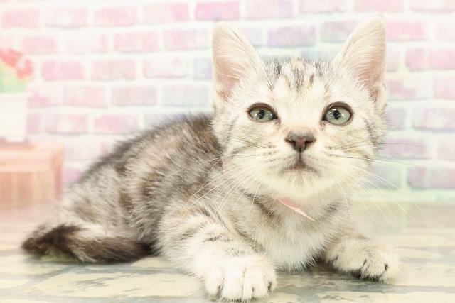 神奈川県のアメリカンショートヘアー (Coo&RIKU秦野店/2025年9月23日生まれ/女の子/シルバーパッチドタビー)の子猫の3枚目の画像