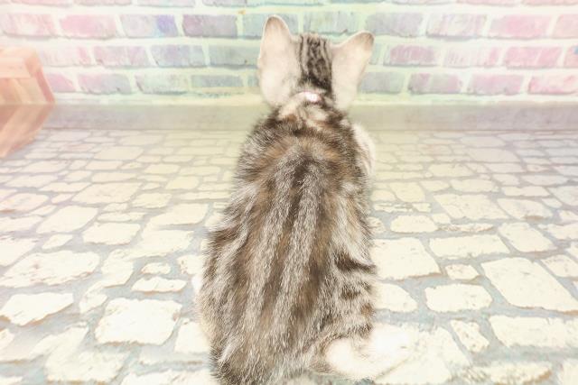 神奈川県のアメリカンショートヘアー (Coo&RIKU秦野店/2025年9月23日生まれ/女の子/シルバーパッチドタビー)の子猫の4枚目の画像