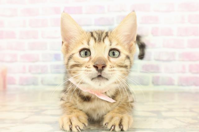 北海道のベンガル (Coo&RIKU室蘭店/2025年9月26日生まれ/女の子/ブラウンスポットタビー)の子猫の1枚目の画像