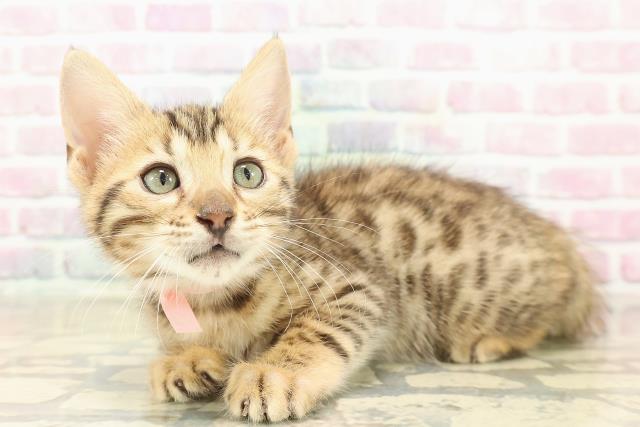 北海道のベンガル (Coo&RIKU室蘭店/2025年9月26日生まれ/女の子/ブラウンスポットタビー)の子猫の2枚目の画像
